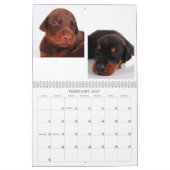 Dobermann-Welpen-Kalender Kalender (Feb 2027)