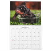 Dobermann-Welpen-Kalender Kalender (Mär 2027)