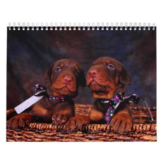 Dobermann-Welpen-Kalender Kalender (Titelbild)
