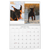Dobermann-Welpen-Kalender Kalender (Jan 2026)