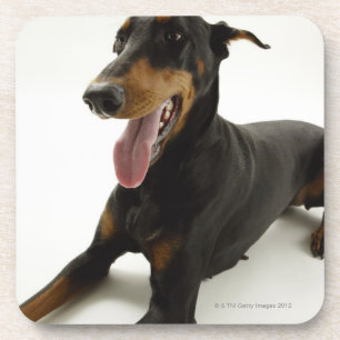 DobermannPinscher 2 Getränkeuntersetzer