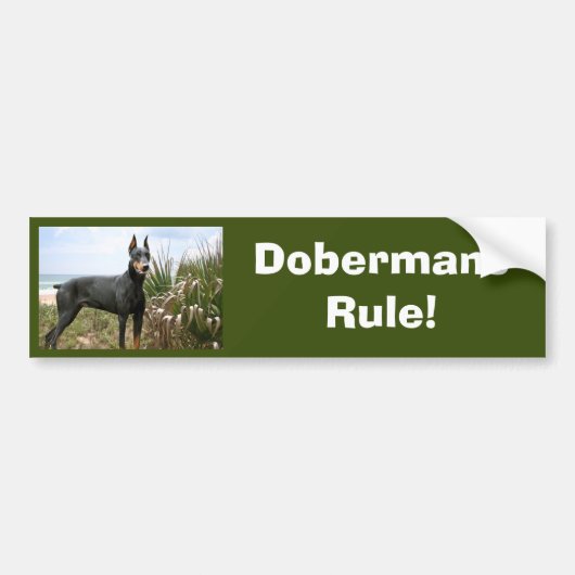 Dobermannpinscher-Autoaufkleber Autoaufkleber (Vorne)
