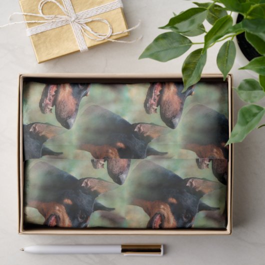 DobermannPinscher im Holz Seidenpapier (Geschenk)