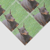 DobermannPinscher Seidenpapier (Ausschnitt)