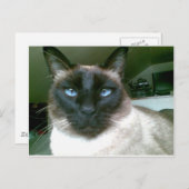 Dodblau Postkarte (Vorne/Hinten)