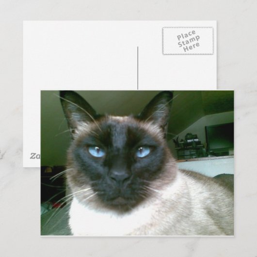 Dodblau Postkarte (Vorne/Hinten)