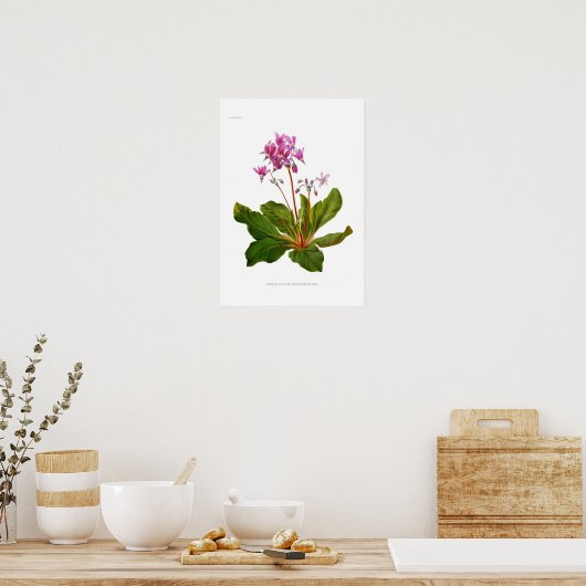 Dodecatheon Ganzblättrium Poster (Küche)