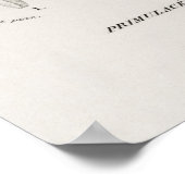 Dodecatheon meadia poster (Ecke)