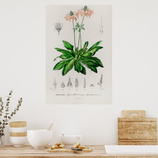 Dodecatheon meadia poster (Küche)