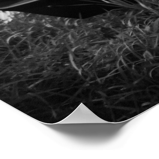 Dodge-Ladegerät 1966 (B/W) Poster (Ecke)