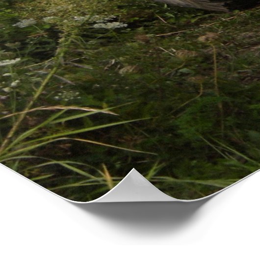 Dodge WC 57 Poster (Ecke)