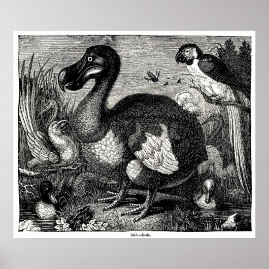 Dodo Antiquitätendruck Poster (Vorne)