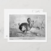 Dodo Art Postkarte (Vorne/Hinten)