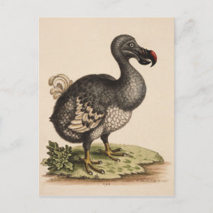 Dodo (Begriffsklärung) Postkarte