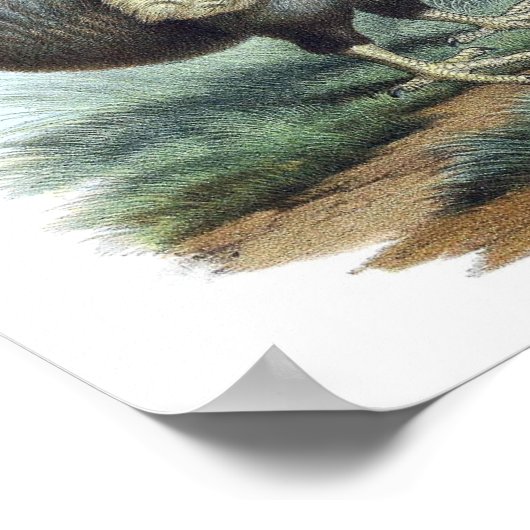 Dodo Bird-Illustration Poster (Ecke)