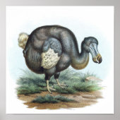 Dodo Bird-Illustration Poster (Vorne)