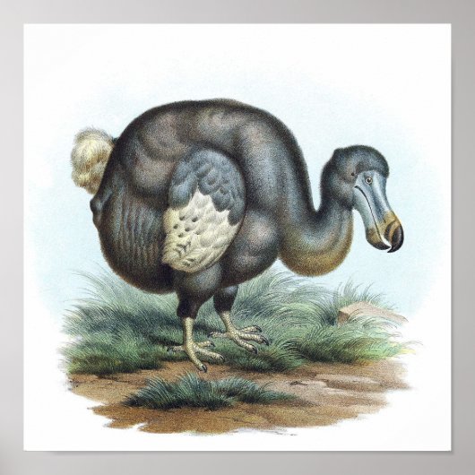 Dodo Bird-Illustration Poster (Vorne)