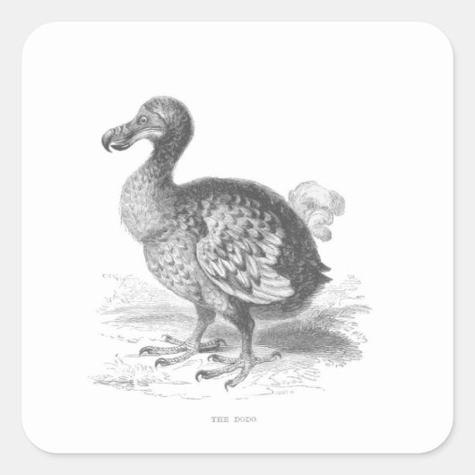 Dodo Bird Quadratischer Aufkleber (Vorderseite)