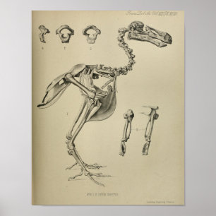 Dodo Didus Ineptus ausgestorbener Vogel-Skeleton Poster