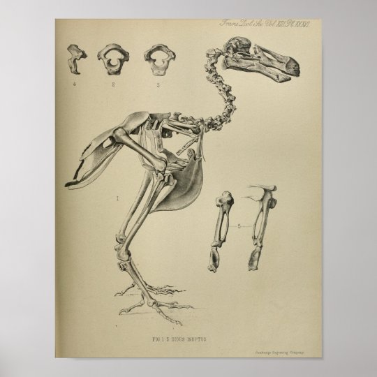 Dodo Didus Ineptus Ausgestorbener Vogel Skeleton Poster Zazzle De