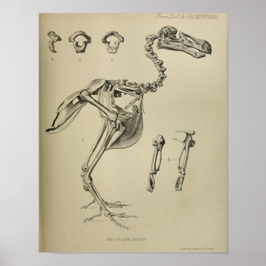 Dodo Didus Ineptus Extinct Bird Skelett Print Poster (Vorne)