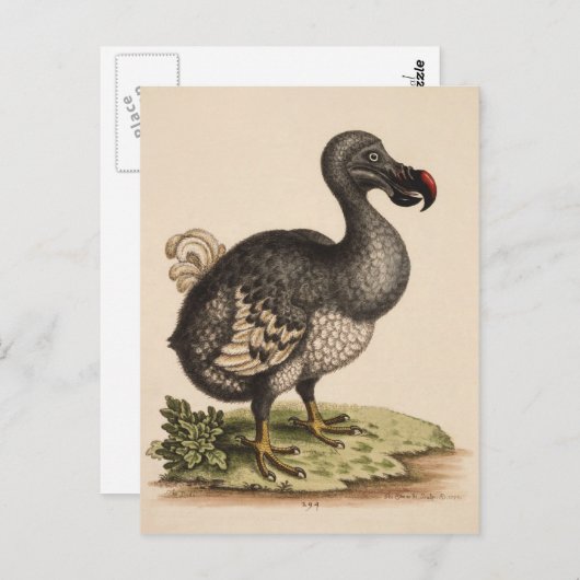 Dodo Postkarte (Vorne/Hinten)