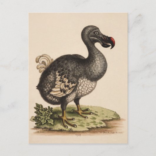 Dodo Postkarte (Vorderseite)