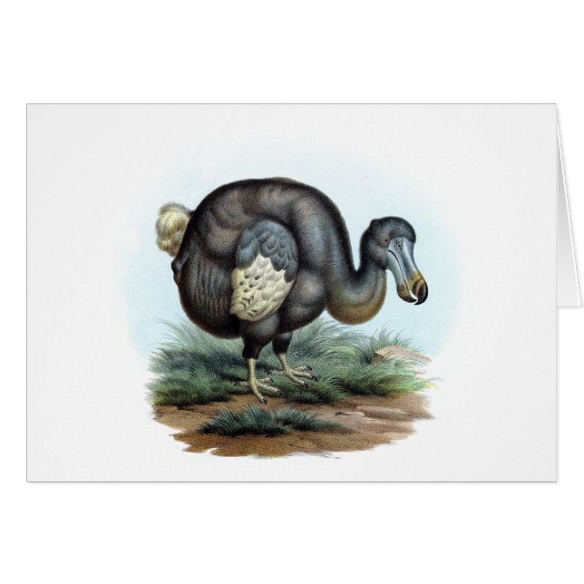 Dodo (Raphus cucullatus) (Vorderseite (Horizontal))