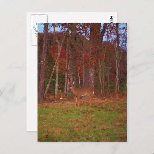 Doe a Deer im Arrowhad-See Postkarte (Vorne/Hinten)