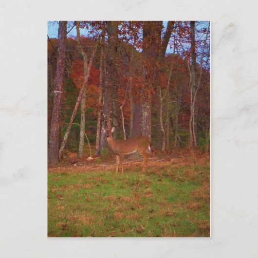 Doe a Deer im Arrowhad-See Postkarte (Vorderseite)