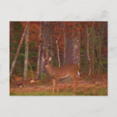 Doe a Deer im Arrowhad-See Postkarte (Vorderseite)