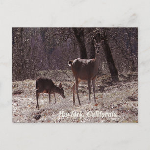 Doe and fawn..... postkarte