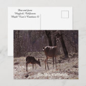 Doe and fawn..... postkarte (Vorne/Hinten)