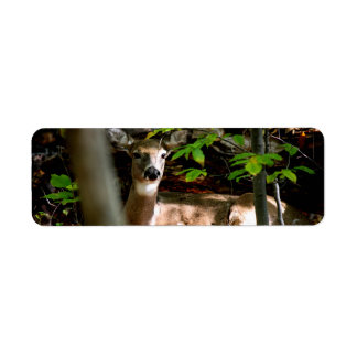 Doe des weißen Schwanzes