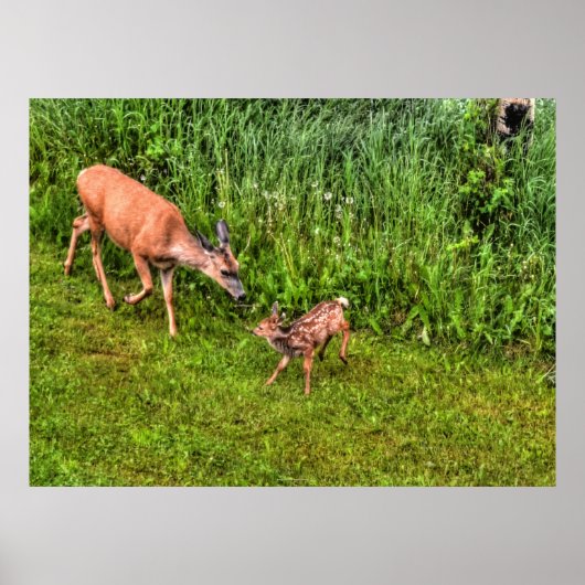 Doe Female Deer and Fawn on Grass Wildlife Foto Poster (Vorne)