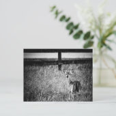 Doe Foto Postcard Postkarte (Stehend Vorderseite)