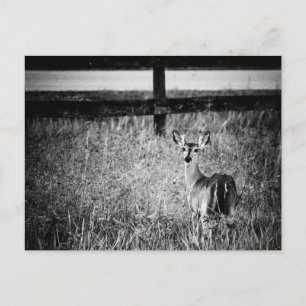 Doe Foto Postcard Postkarte