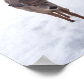 Doe ire im Schnee Montana Naturfotografie Poster (Ecke)