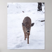 Doe ire im Schnee Montana Naturfotografie Poster (Vorne)
