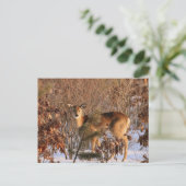 Doe - Michigan Wildlife Postcard Postkarte (Stehend Vorderseite)