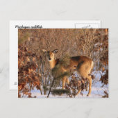 Doe - Michigan Wildlife Postcard Postkarte (Vorne/Hinten)
