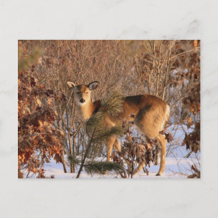 Doe - Michigan Wildlife Postcard Postkarte