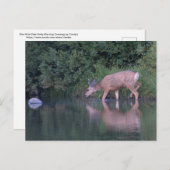 Doe Mule Deer Early Morning Crossing Postkarte (Vorne/Hinten)
