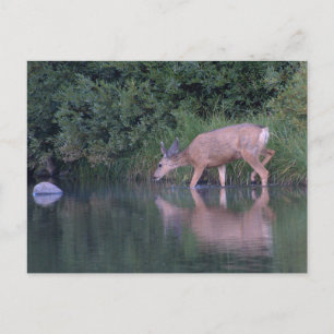 Doe Mule Deer Early Morning Crossing Postkarte