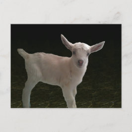 Doeling für Neugeborene Postkarte