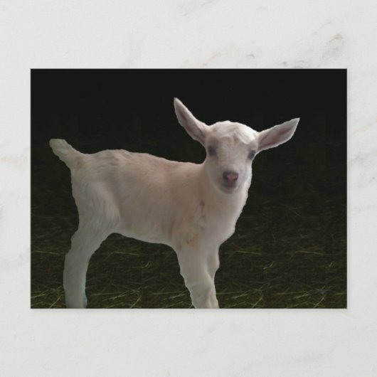 Doeling für Neugeborene Postkarte (Vorderseite)