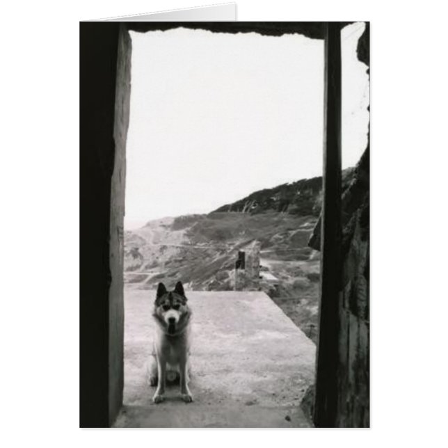 Dog (Vorne)