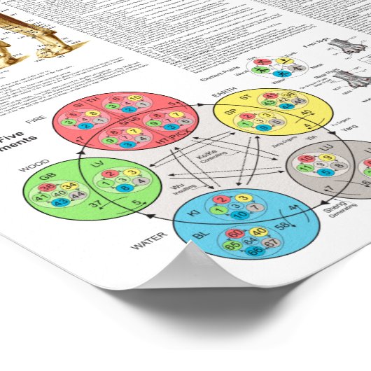 Dog Acupuncture Points Locations Poster (Ecke)