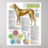 Dog Acupuncture Points Locations Poster (Vorne)