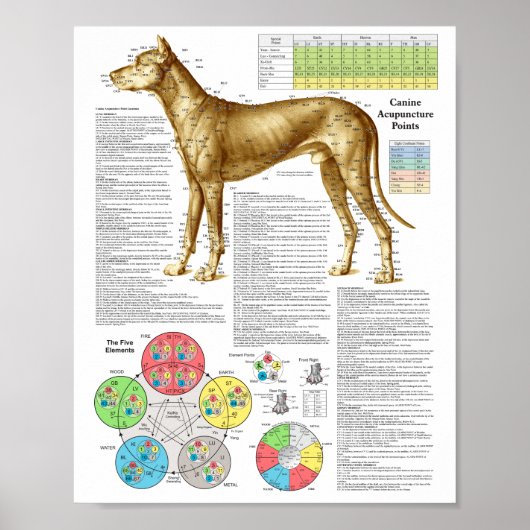 Dog Acupuncture Points Locations Poster (Vorne)